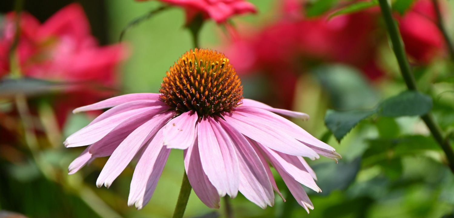 Echinacea: účinky, použitie, zaujímavosti a na čo si dať pozor?