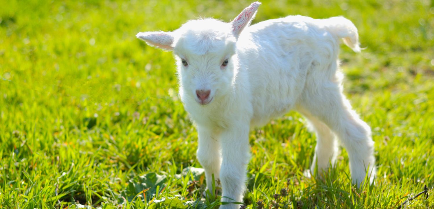 Kozie kolostrum pre deti: rýchly sprievodca pre mamy, ktoré chcú to najlepšie