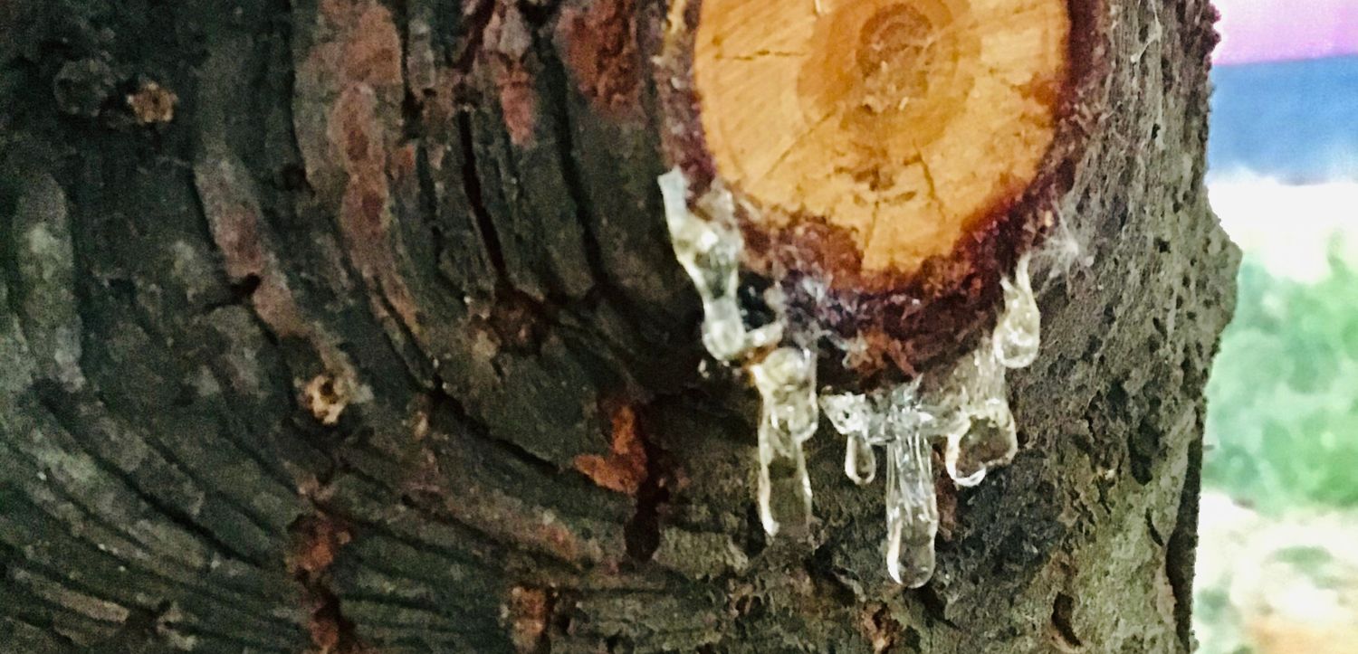 Co je masticha a jaký má vliv na naše zdraví?