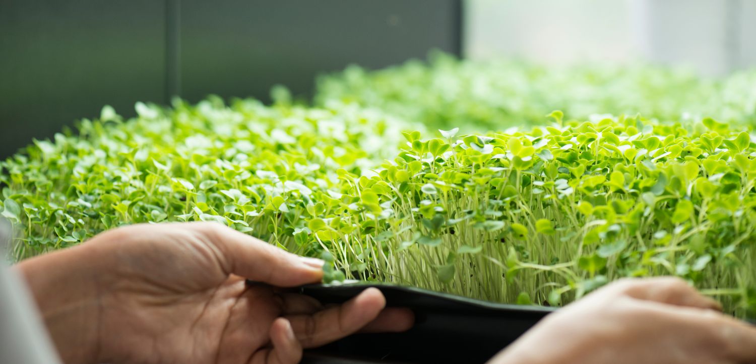 Značky, ktorým veríme: Neobotanics