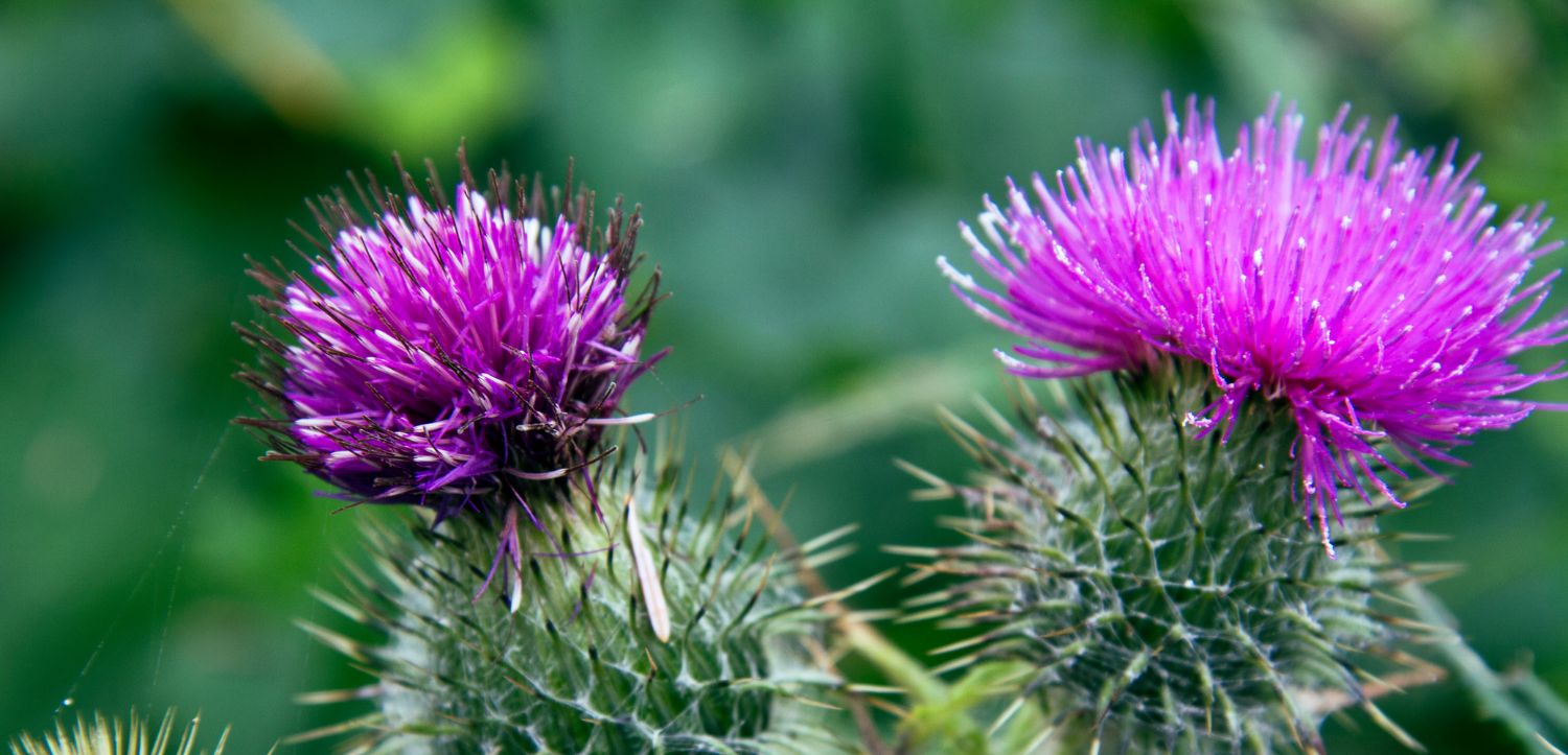 Pestrec mariánsky: účinky, užívanie + ako vybrať kvalitnú formu?