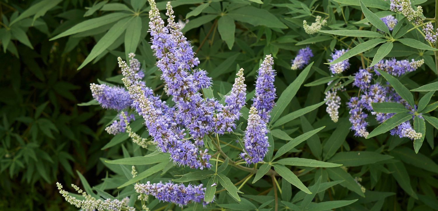 Vitex jahňací: blahodarné účinky mníšskeho korenia na PMS, plodnosť aj menopauzu