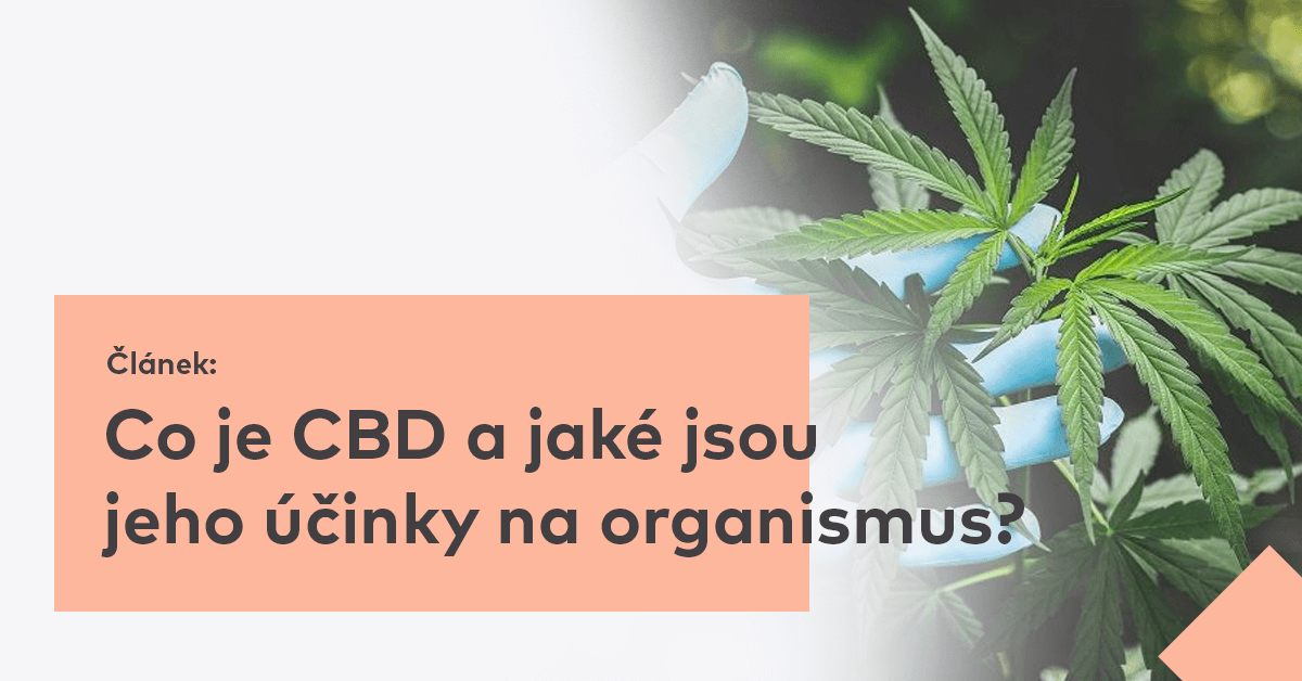 Co je CBD a jaké jsou jeho účinky na organismus?