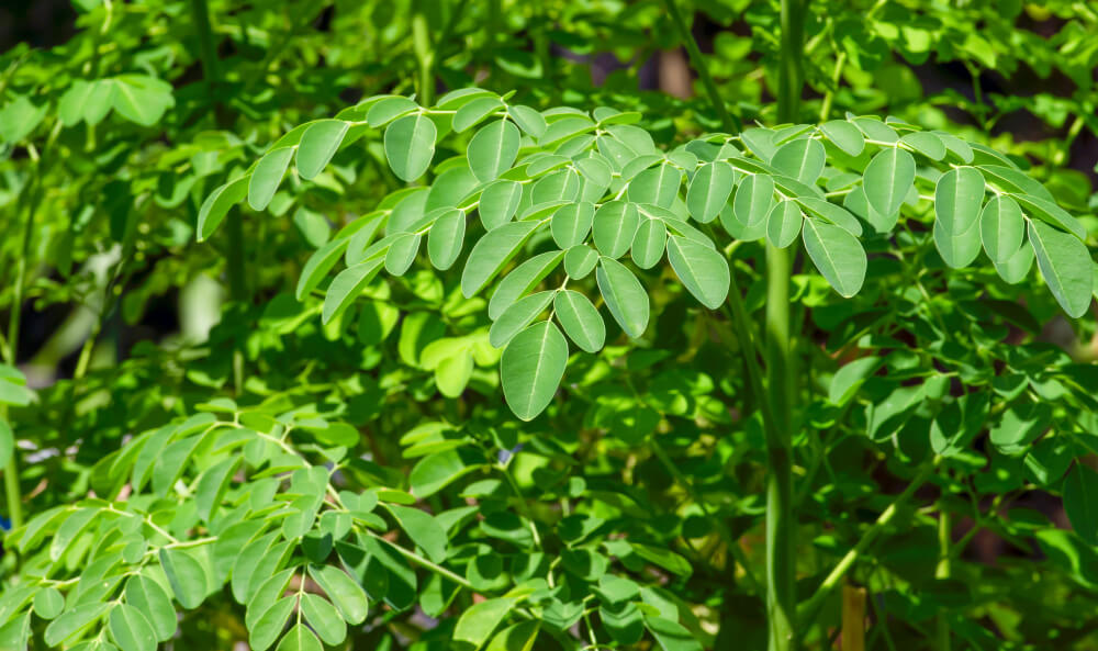 moringa-olejodarna-strom