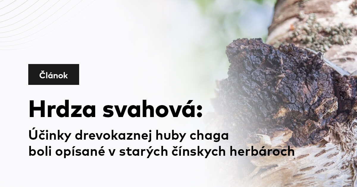 Hrdza svahová: Účinky drevokaznej huby chaga boli opísané v starých čínskych herbároch