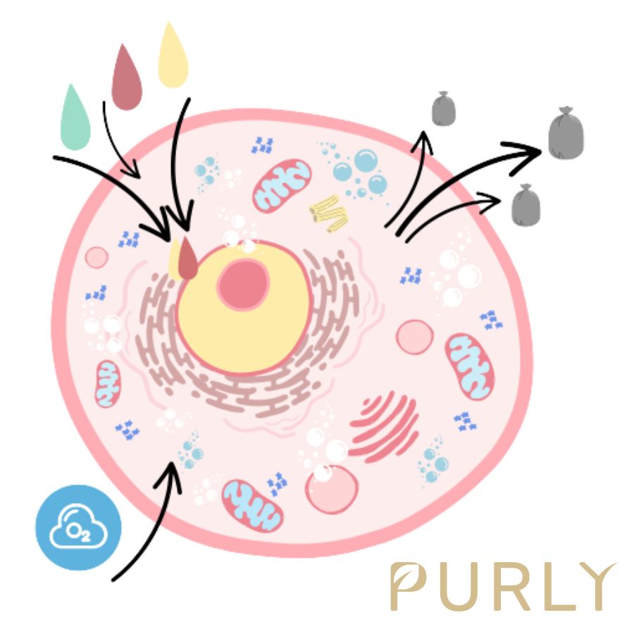 Jak Omega kyseliny ovlivňují fungování pleti
