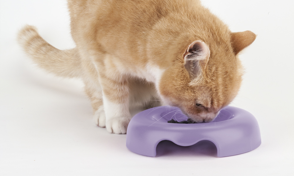 Prečo sú whisker-friendly misky nevyhnutnosťou pre vašu mačku