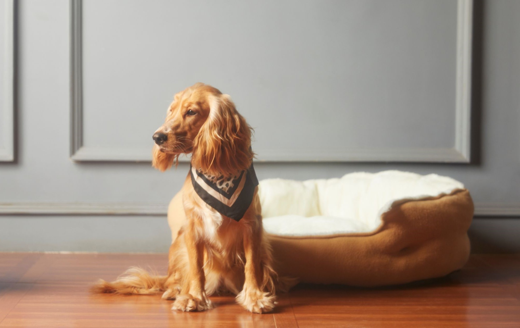 Tipy ako vybrať perfektný pelech pre svojho psa alebo mačku