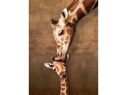 EUROGRAPHICS Puzzle Polibek žirafy XL 500 dílků