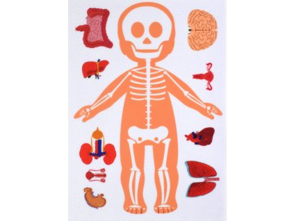 Ľudské telo - kostra a orgány - plstený panel