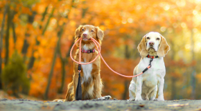 Flexi: Neztraťte kontrolu a poskytněte svobodu