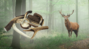 Novinka!  Hračka i pamlsek v jednom