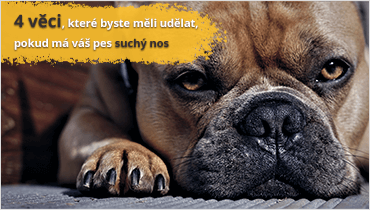 4 věci, které byste měli udělat, pokud má váš pes suchý čumák