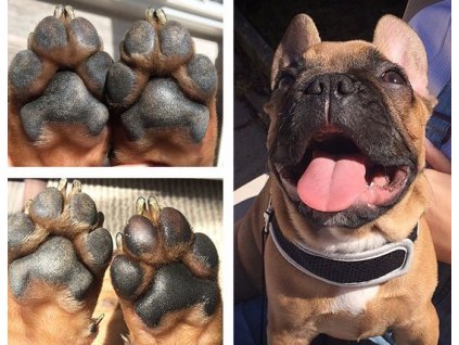 natural dog paw tection cestovní