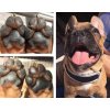 pawtection1