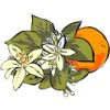 orange