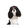 turtle bow tie for dogs 397185 2000x