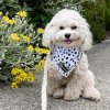 spottedbandana 46f49f70 129b 4282 9cfd d7827ef955e7 (1)