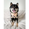 chicken waffles bandana hiro 5ac05dd0 dd5c 4e32 bdaa a6e39e8a67dd (1)