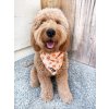 chicken and waffles bandana boba 23b183a1 be6b 46b4 9183 a2b40cb6ca88 (1)
