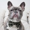 greencamobowtiezoey 273a75f4 b517 41bc 8c4f f8520045f6ef (1)