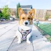 curtis and the corgi ramen harness e83387b5 fcfa 405e 83ed 04ff8bd511e0