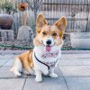 curtis and the corgi ramen harness bow 1f5d1041 b511 4da3 a03e 8166fe0c817b