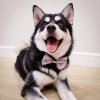 pepper pomsky ramen bow tie d11a6574 9d2d 4e17 8277 bed9e2982fe0 (1)