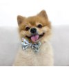 pomeranian boba bow 2f113051 6790 4645 a51e 093fab486f60 (1)