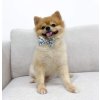 boba bow tie pomeranian f725caf1 35e6 4486 a3df 8eb31d1ef526 (1)