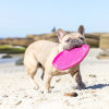 WILD BERRY DOG DISC (20 PCS IN PACK)