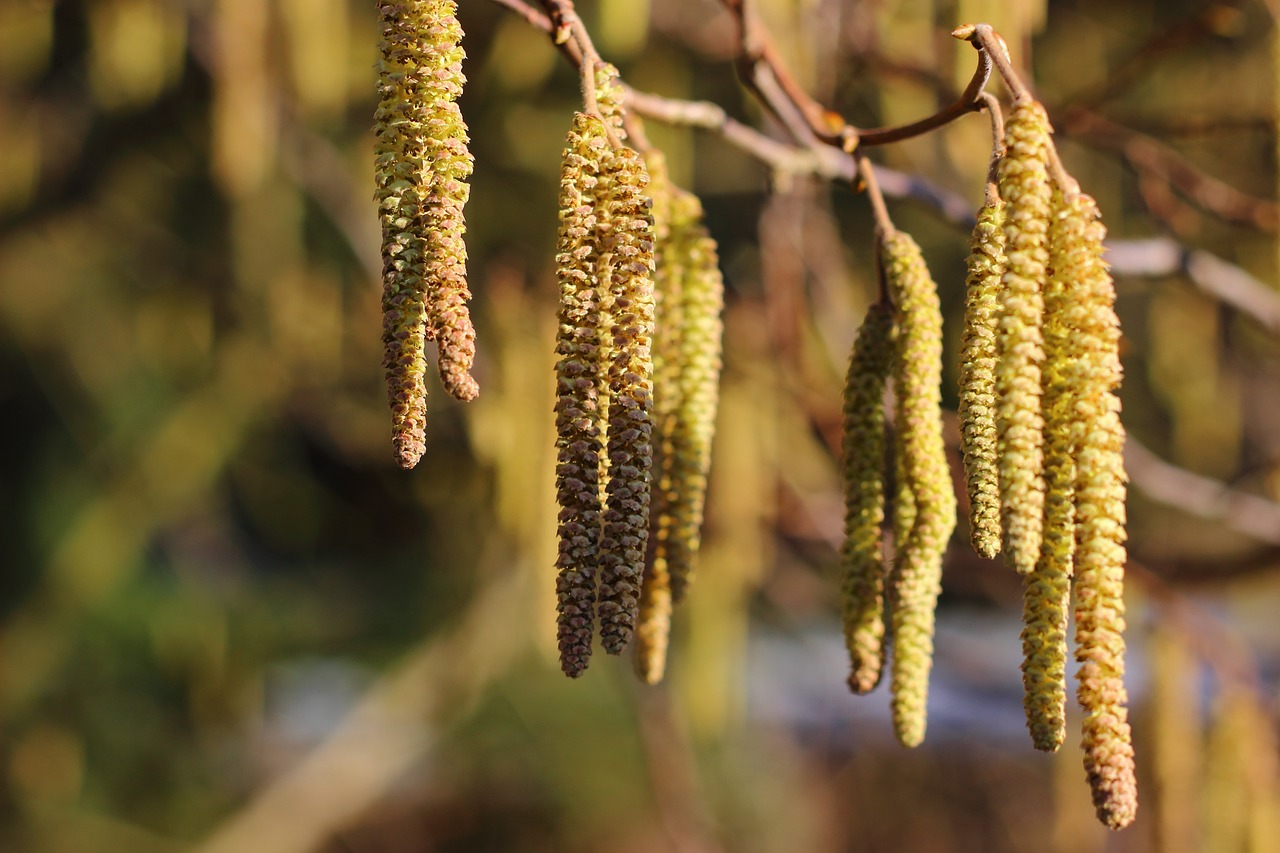 Bříza bělokorá: Strom síly a zdraví