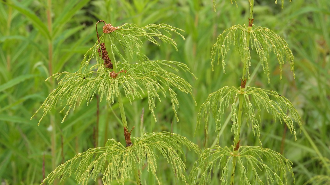 Přeslička rolní – léčivé účinky a využití | Herbář přesličky