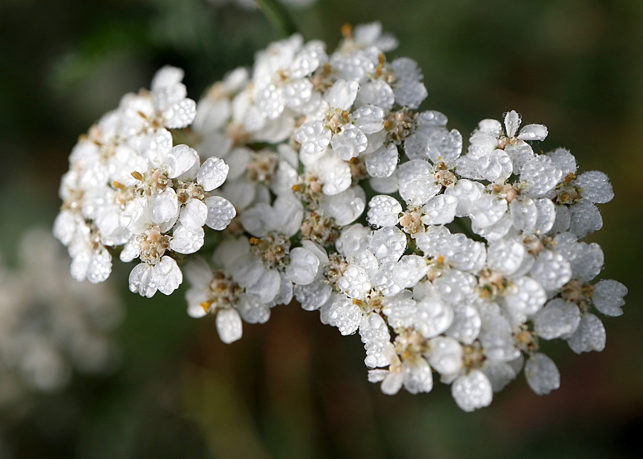 Řebříček – úvodní foto