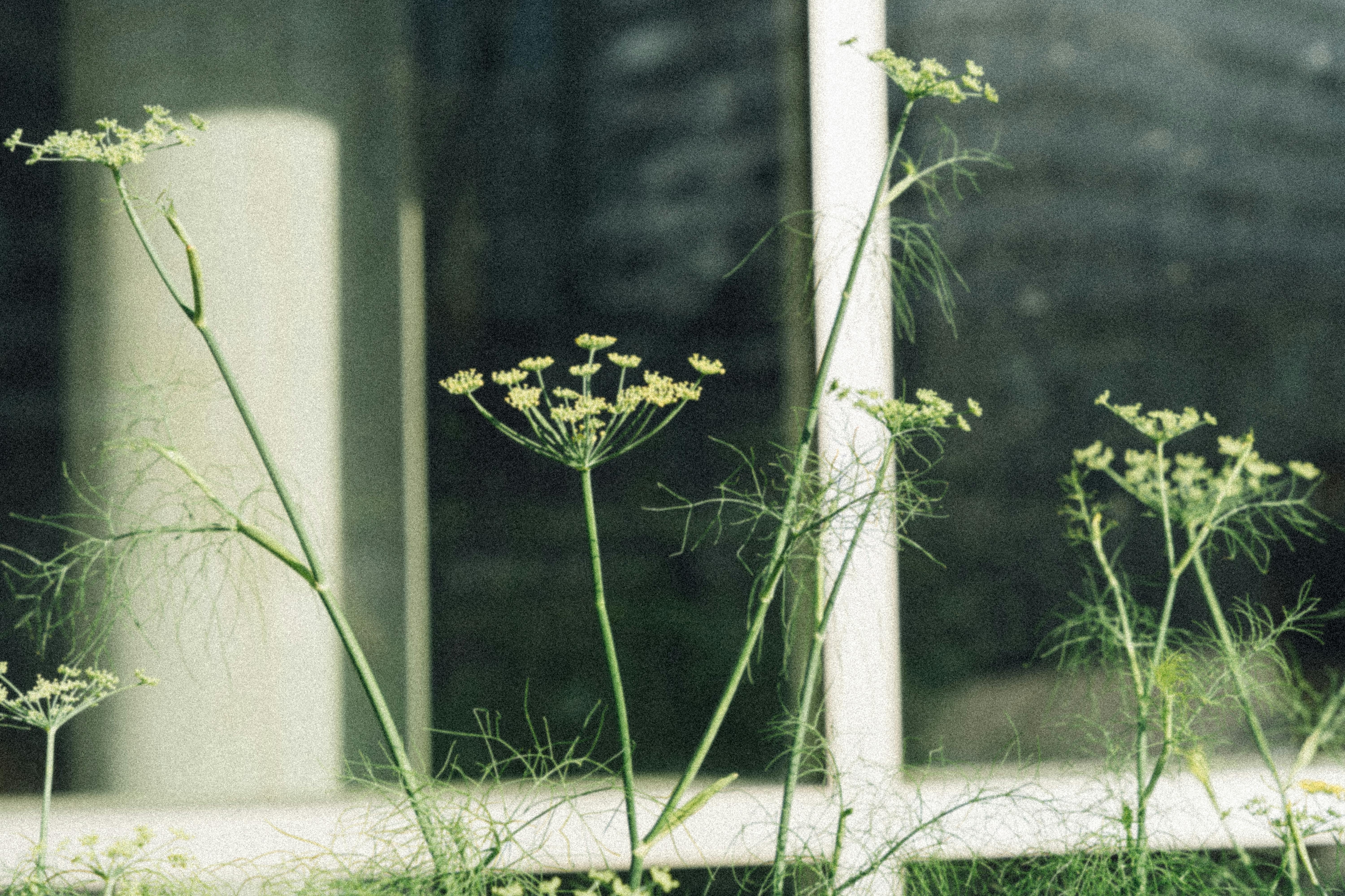 Fenyklový čaj – hrnek a bylinky