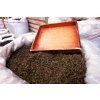 green tea 1569791 1280