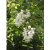 black locust 5291815 1280