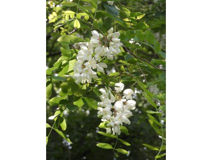 black locust 5291815 1280