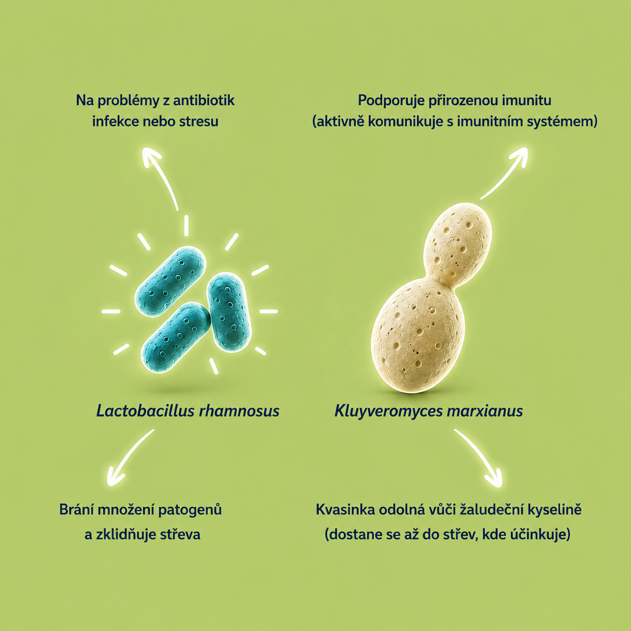 Probiotics