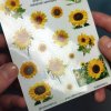 Realistické samolepky - Slunečnice  Barevný potisk, lesklá transparentní fólie