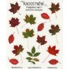 Realistické samolepky - Podzimní listí I  Barevný potisk, lesklá transparentní fólie