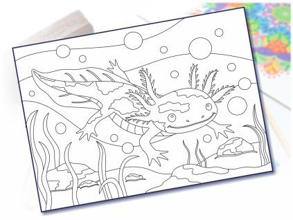 axolotl plave A4