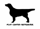 Flat Coated Retriever