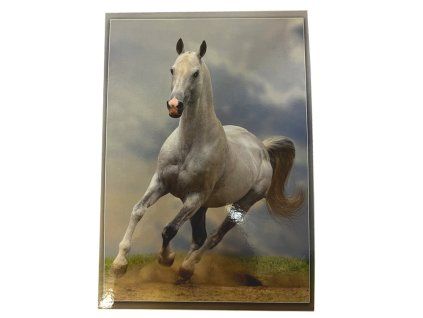 Pohled Koně - Arabský bělouš
