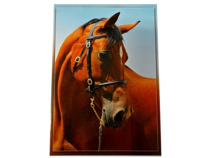 Pohled Koně - Ryzák