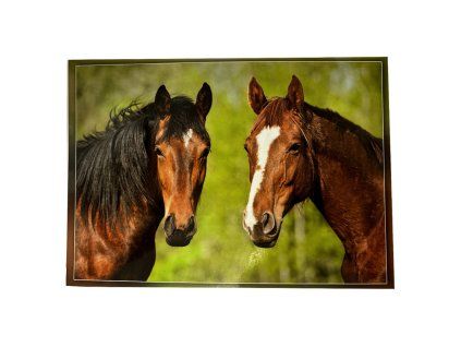 Pohled Koně - Dva hnědáci