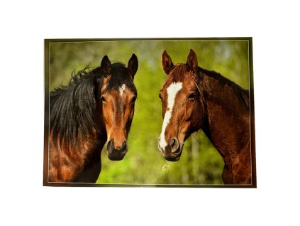 Pohled Koně - Dva hnědáci