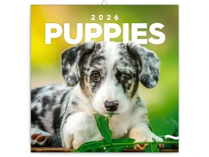 Nástěnný kalendář 2026 Štěňata
