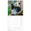 Nástěnný kalendář 2026 Pandy