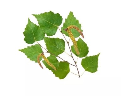 saunova esencia nordic birch 100 ml 01